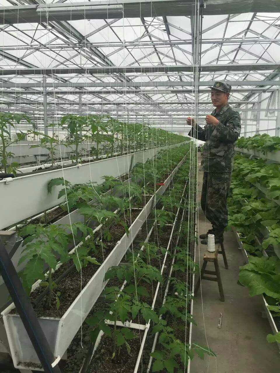 蔬菜国产精品刺激对白麻豆99种植槽